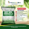 BIO SOL MIRACLE